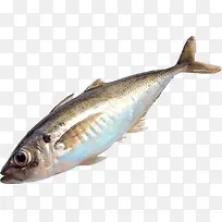 鱼-空若网 鱼-空若网