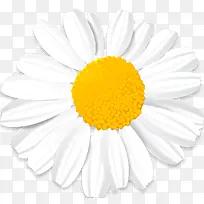 白色菊花-空若网 白色菊花-空若网