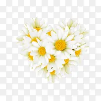 白色菊花-空若网 白色菊花-空若网