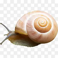 蜗牛图案素材-空若网 蜗牛图案素材-空若网