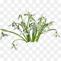 手绘兰花-空若网 手绘兰花-空若网