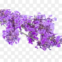 ޹�²ݵĻ�-������