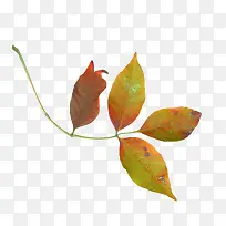 橙色枝叶-空若网 橙色枝叶-空若网