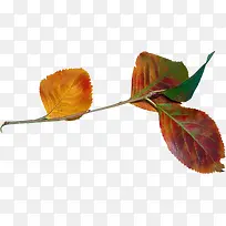 Ư��֦Ҷ-������