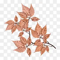 枝叶-空若网 枝叶-空若网