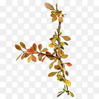 ��֦-������