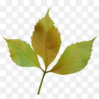 树叶-空若网 树叶-空若网