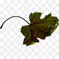 ��Ҷ-������