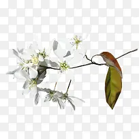 白色鲜花-空若网 白色鲜花-空若网