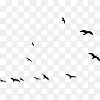 高清摄影手绘黑色大雁-空若网 高清摄影手绘黑色大雁-空若网