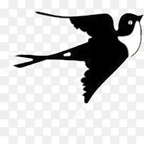 高清摄影飞翔黑色大雁-空若网 高清摄影飞翔黑色大雁-空若网