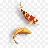 锦鲤-空若网 锦鲤-空若网