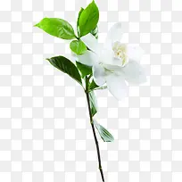 ������Ӱ��ɫ��������Ҷ-������