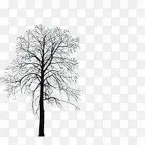 冬天没有叶子的树-空若网 冬天没有叶子的树-空若网