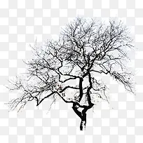 白色雪树-空若网 白色雪树-空若网