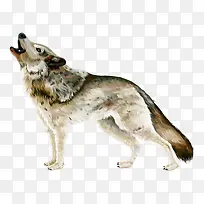 卡通狼狗-空若网 卡通狼狗-空若网