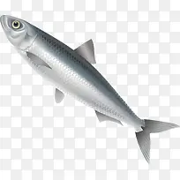 草鱼装饰设计矢量-空若网 草鱼装饰设计矢量-空若网