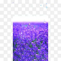 紫色梦幻薰衣草花海素材-空若网 紫色梦幻薰衣草花海素材-空若网