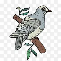 树枝上的鸽子-空若网 树枝上的鸽子-空若网