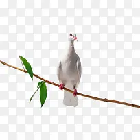 ��ƽ��-������