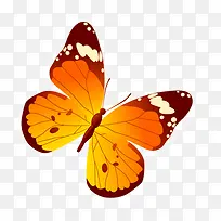 橙色的蝴蝶-空若网 橙色的蝴蝶-空若网