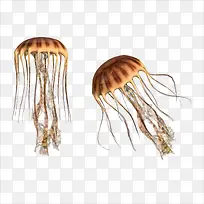 水母-空若网 水母-空若网