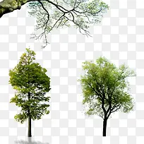 ��ľ-������