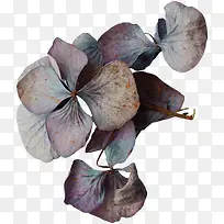 ��Ҷ��-������