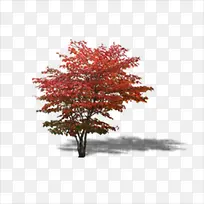 红花树-空若网 红花树-空若网