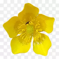 亚洲红毛夜蛾切花-空若网 亚洲红毛夜蛾切花-空若网