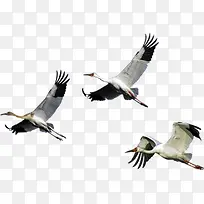 黑白飞鸟创意飞翔-空若网 黑白飞鸟创意飞翔-空若网