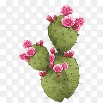 百年草png素材-空若网 百年草png素材-空若网