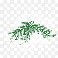 松柏树枝矢量素材-空若网 松柏树枝矢量素材-空若网