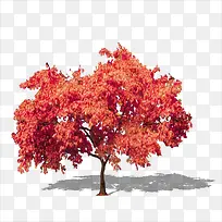 枫树-空若网 枫树-空若网
