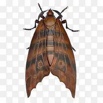 �ɶ���걾-������