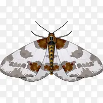 ���Ƴ��ɶ�ʸ���ز�-������