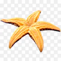 �������տ�ͨɳ̲��ɫ����-������