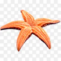 ������ǳ�ɫ-������