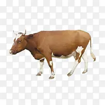 ��Ʒʵ����ţ-������