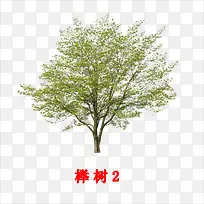 榉树-空若网 榉树-空若网