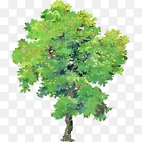 矢量大叶合欢树免扣素材-空若网 矢量大叶合欢树免扣素材-空若网