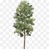 合成摄影绿色的合欢树-空若网 合成摄影绿色的合欢树-空若网