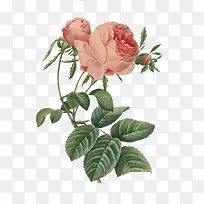 两朵盛开月季-空若网 两朵盛开月季-空若网