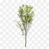 稀疏的景观树-空若网 稀疏的景观树-空若网