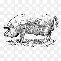 �ֻ�-������