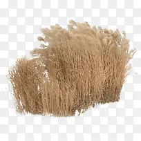 一丛芦苇-空若网 一丛芦苇-空若网