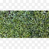 植物绿叶背景-空若网 植物绿叶背景-空若网