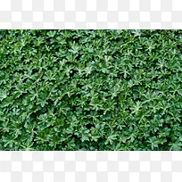 ֲ����Ҷ����-������