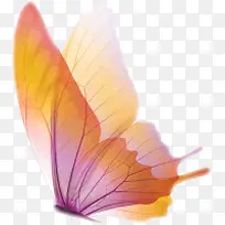 蝴蝶-空若网 蝴蝶-空若网