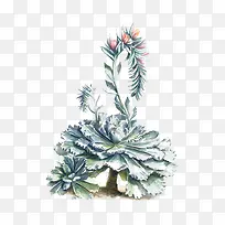 ֲ��廭-������